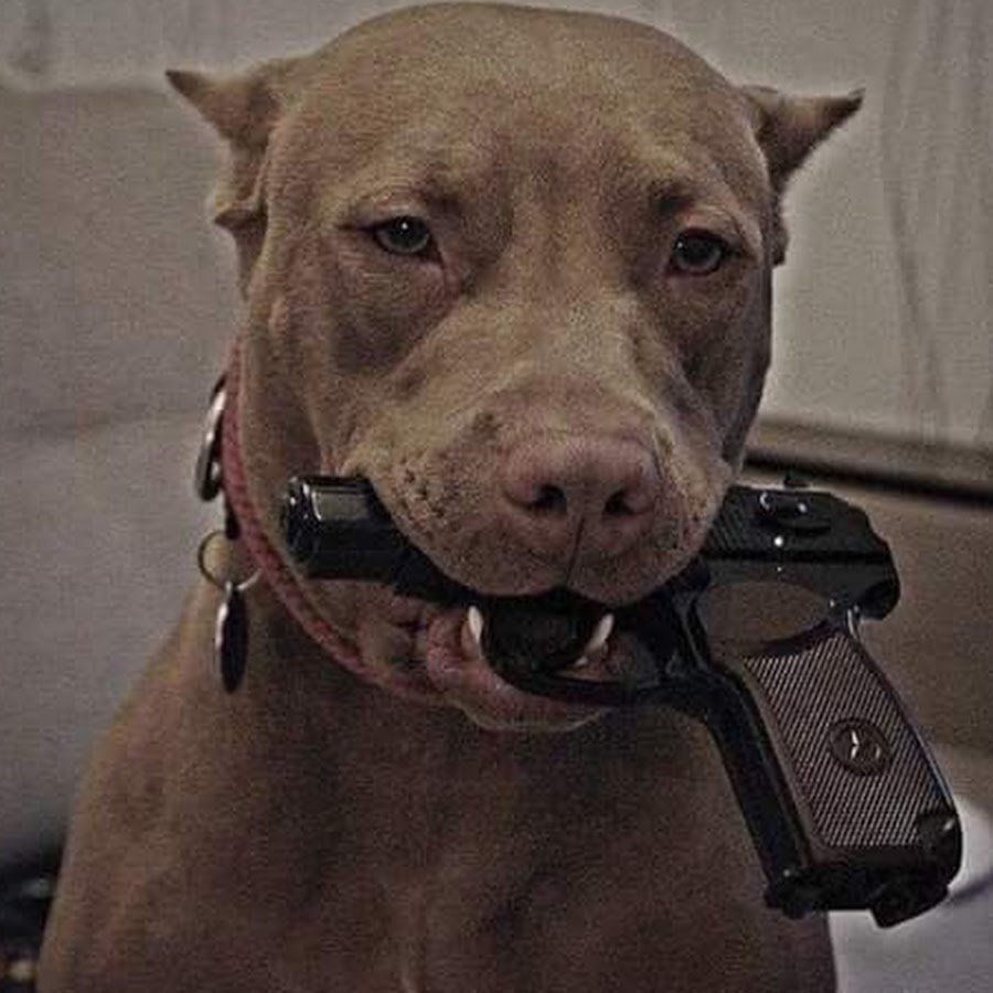 Питбуль с пистолетом