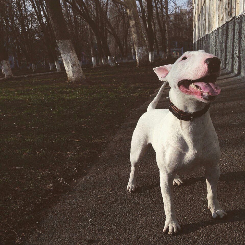 ОФФНИКИ С бультерьером