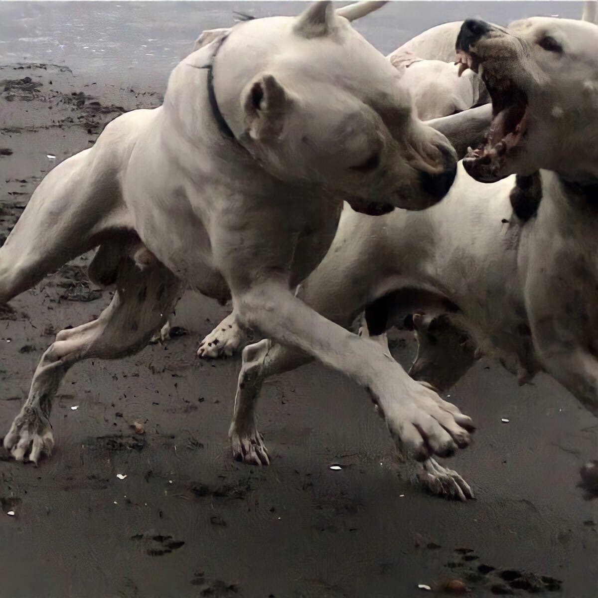 Трёхголовый питбуль