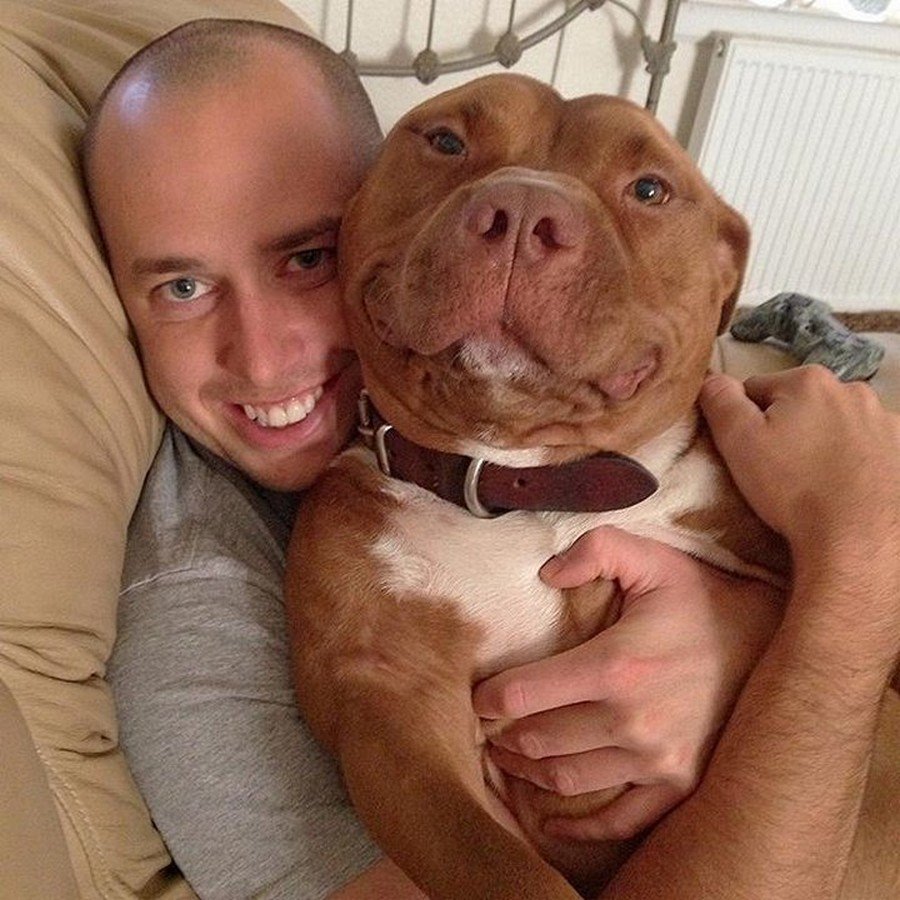 Питбуль с хозяином