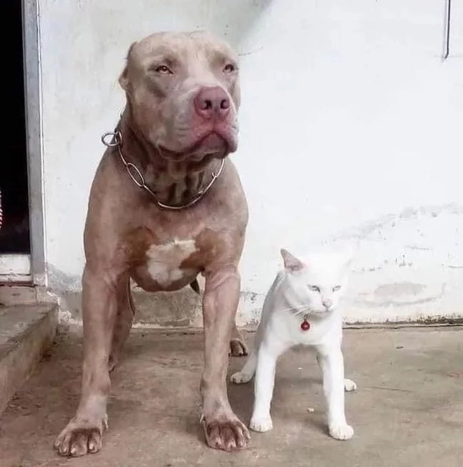 Кот воспитанный питбулем