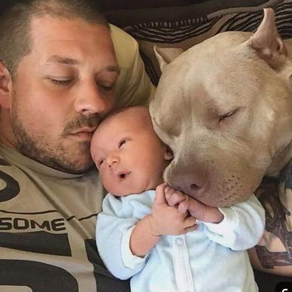 Ребенок с питбулем