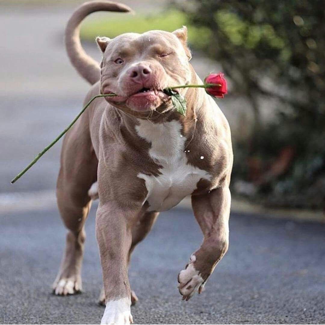 Американский бандог бультерьер