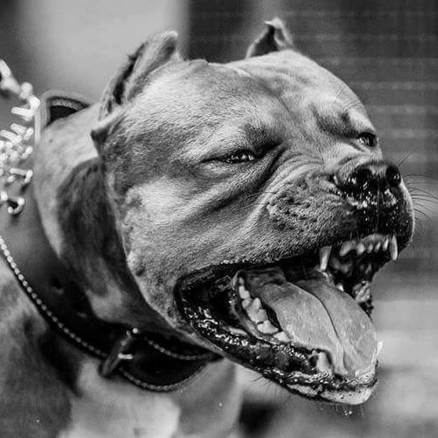 Стаффордширский терьер злой