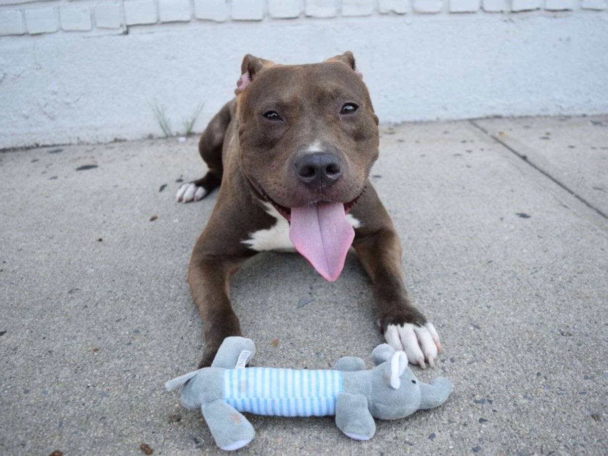 Годовалый питбуль