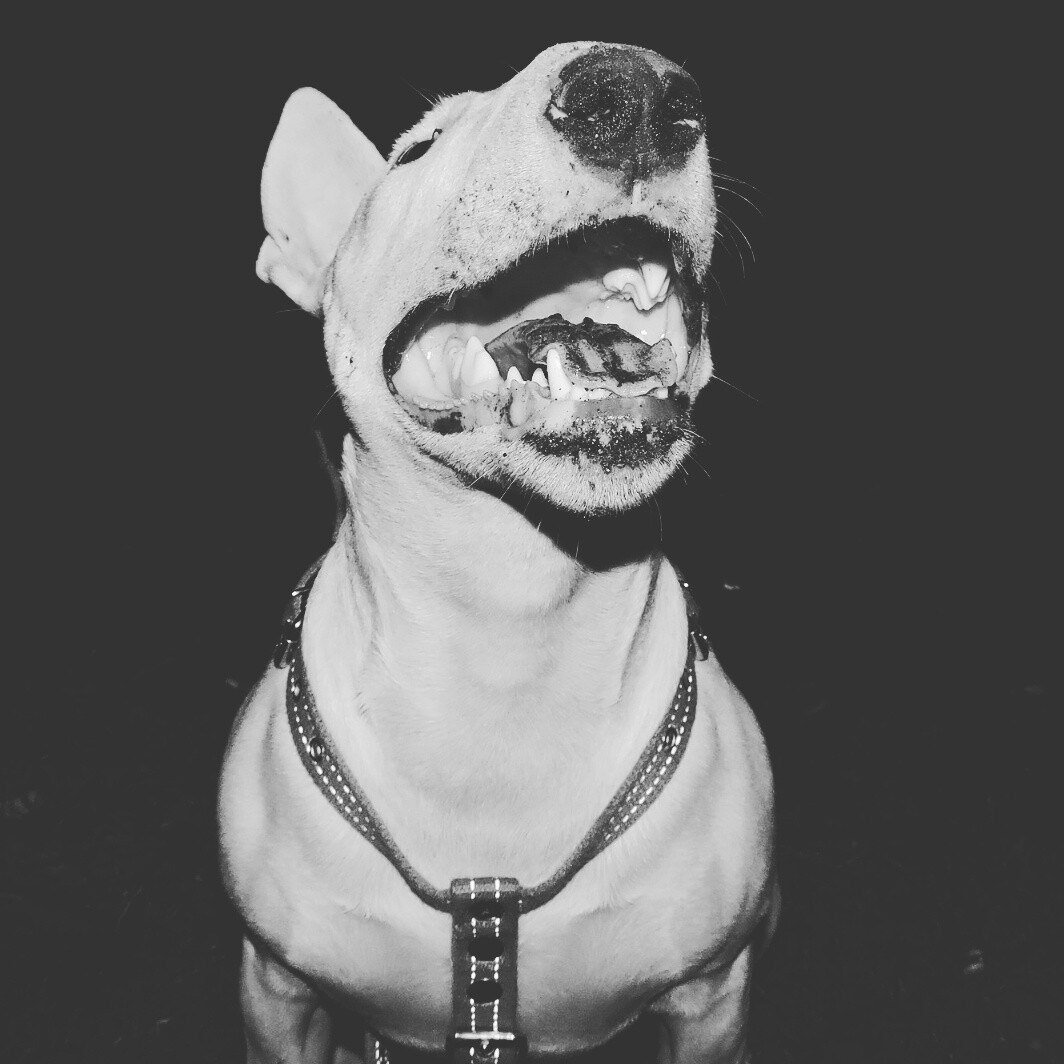 Бультерьер на аву