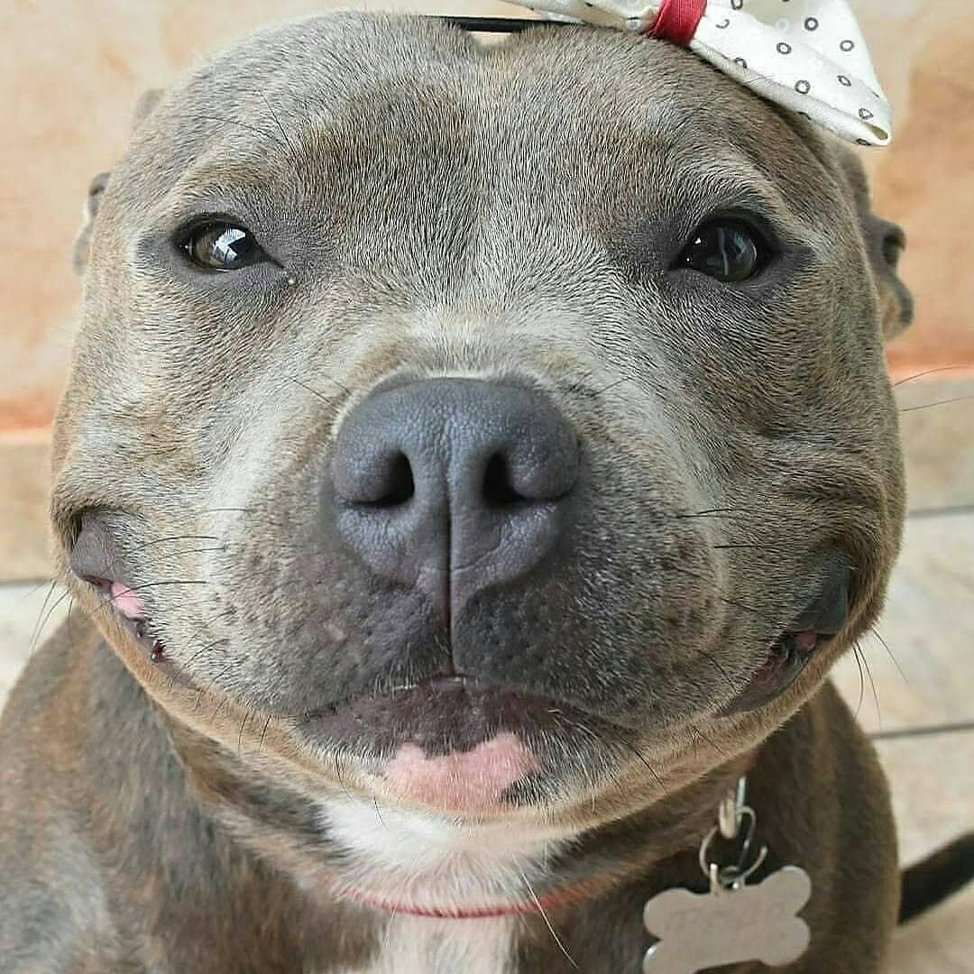 Питбультерьер улыбается серый