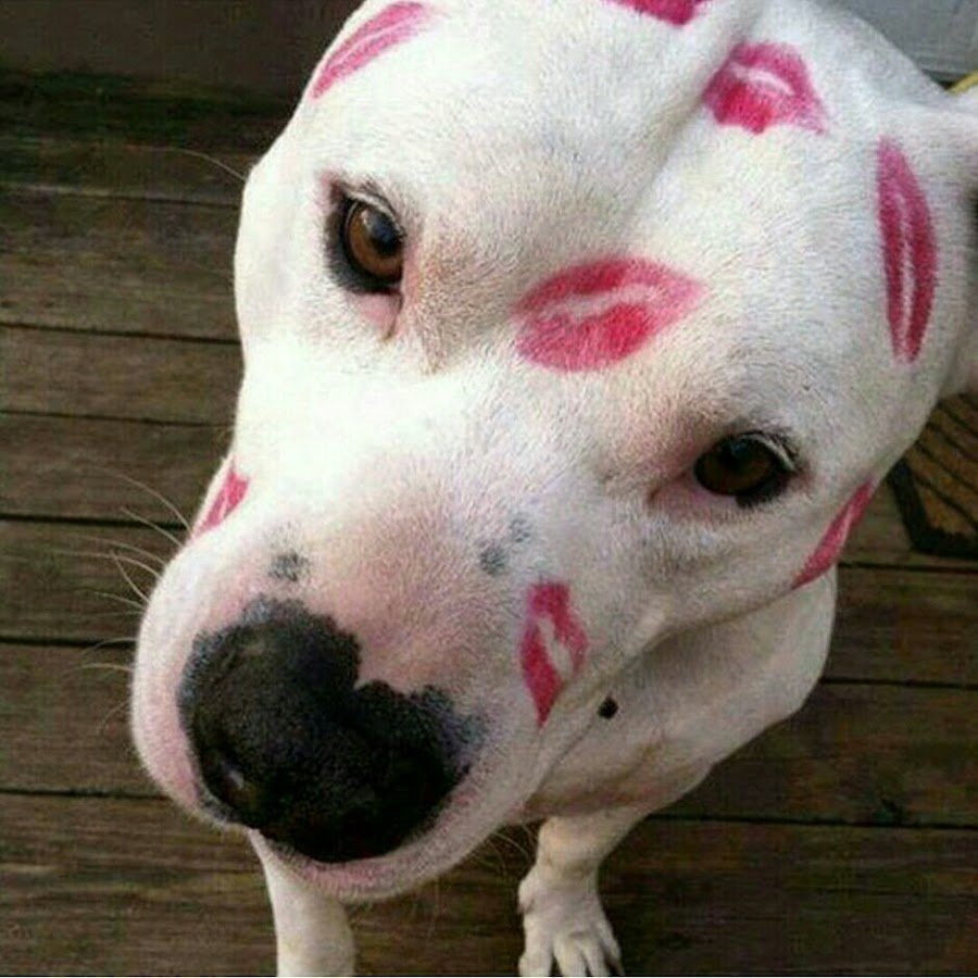 Собака питбуль с человеком