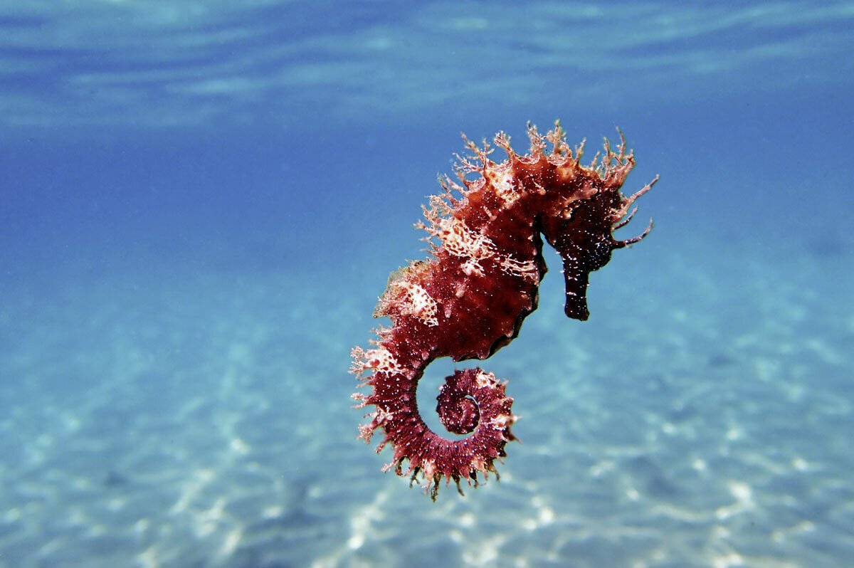 Морской конёк (Hippocampus guttulatus)
