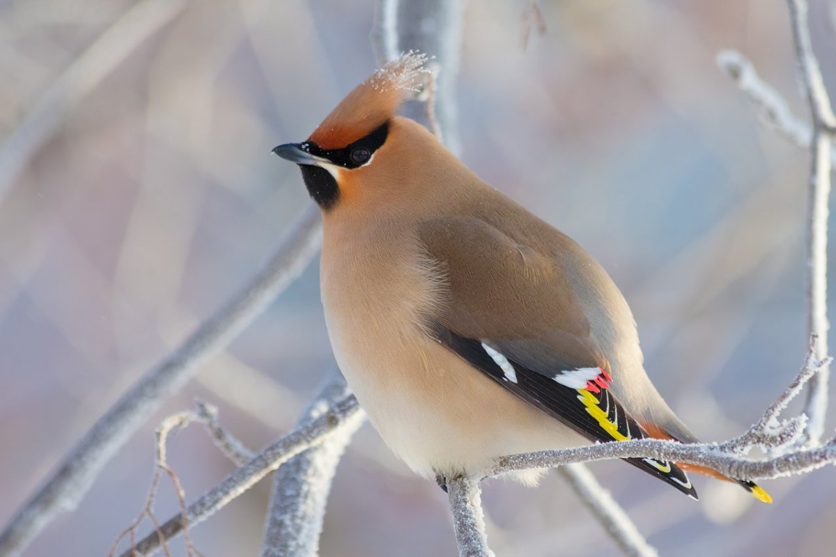 Шелковистый свиристель