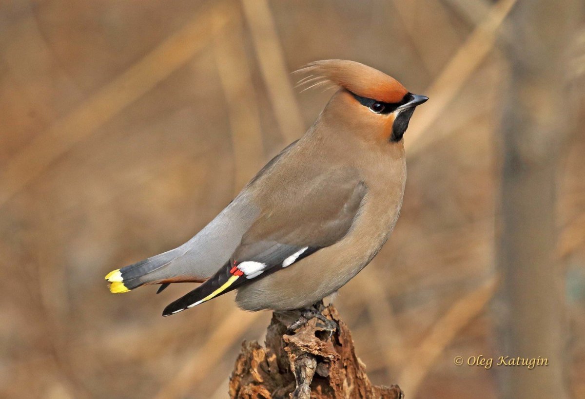 Сорокопут свиристель