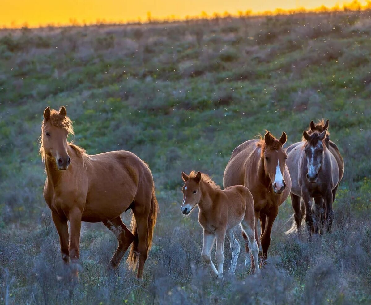 Животные Поволжья