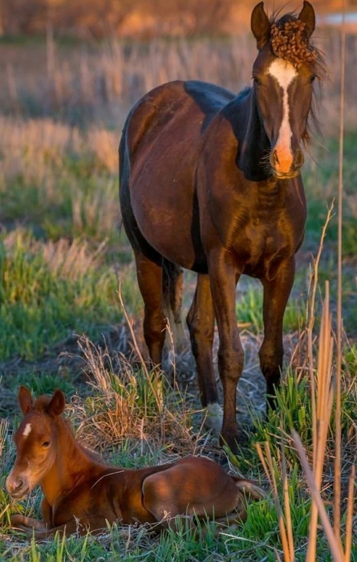 Кобыла с жеребенком