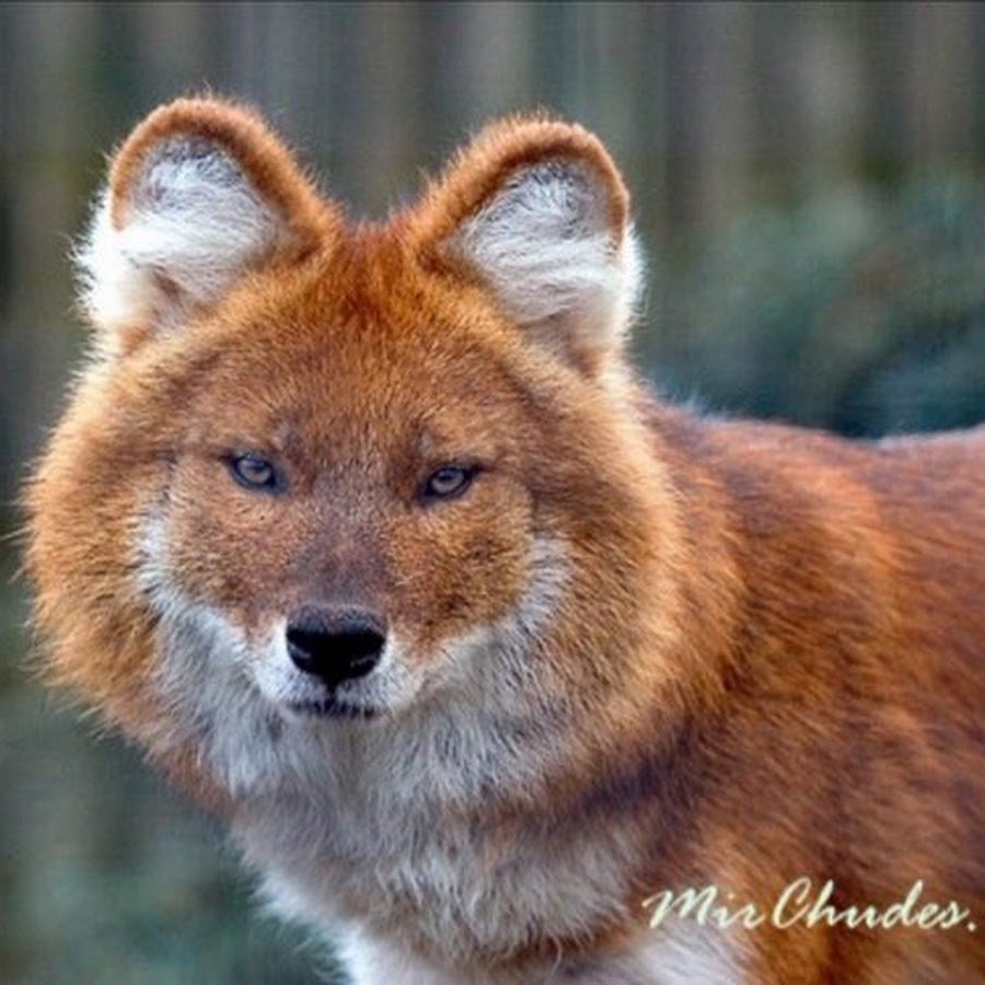 Тянь-Шанский красный волк