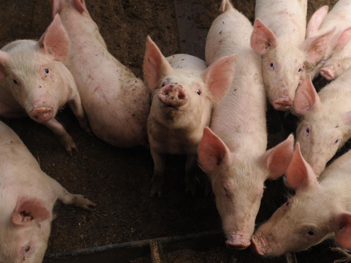 Свиноводство в Самарской области