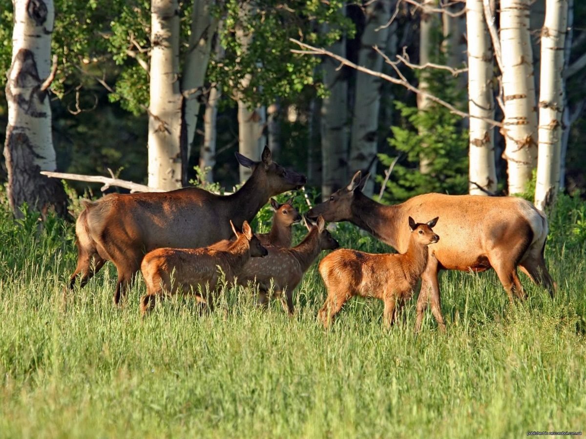 Косуля в Калужской области