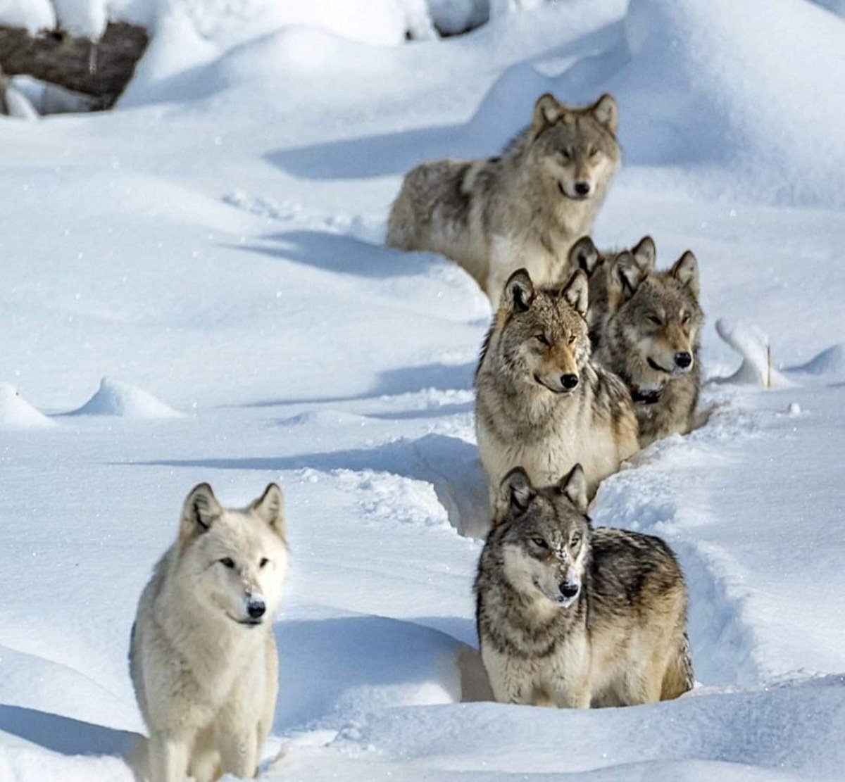 Волчья стая Йеллоустоун