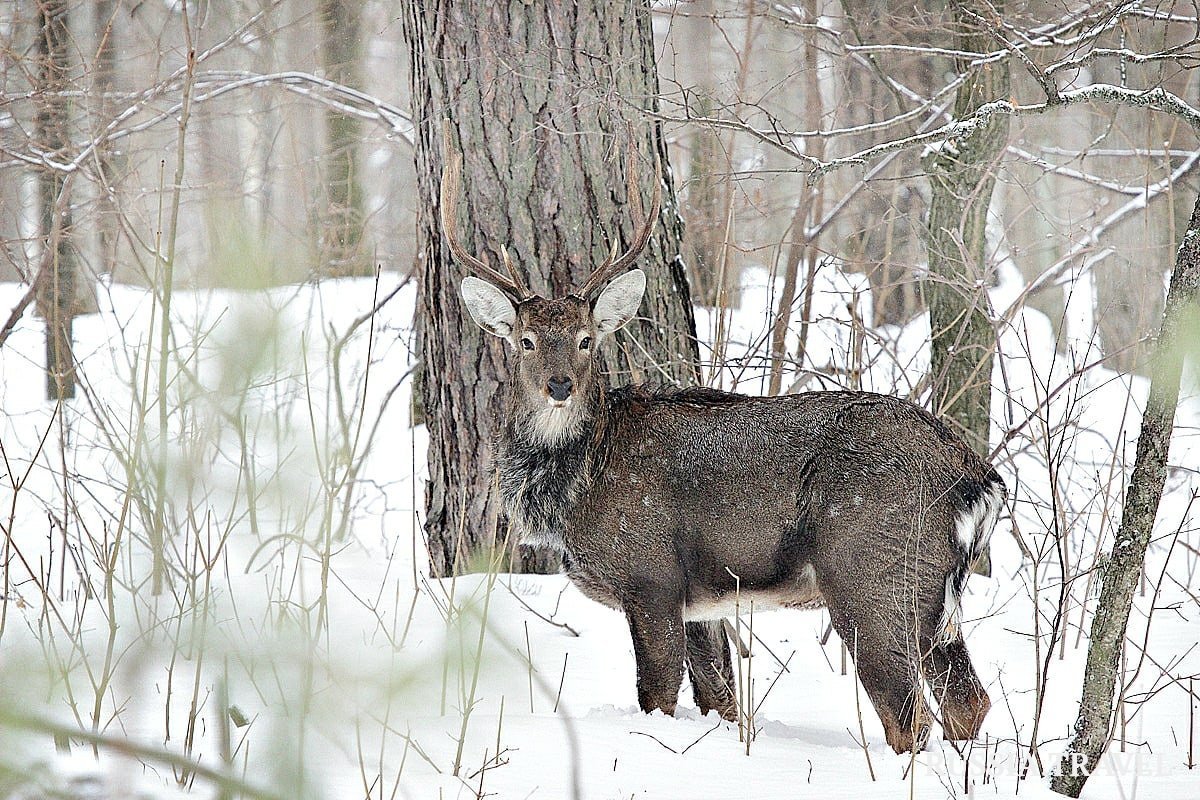 Мордовский государственный природный заповедник им п.г Смидовича
