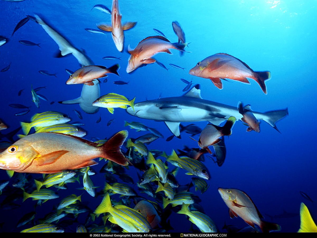 Много рыбок