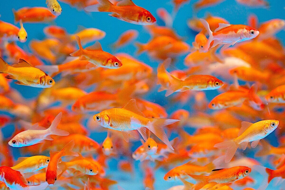 Стая рыб