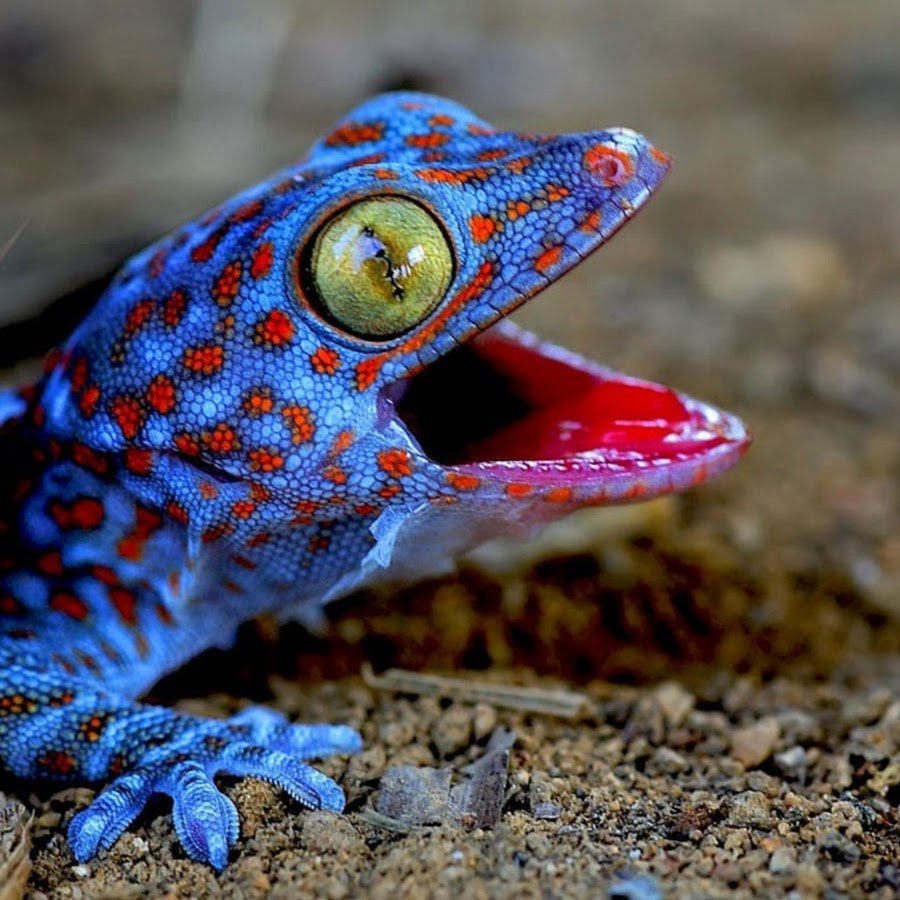 Голубой эублефар ящерица