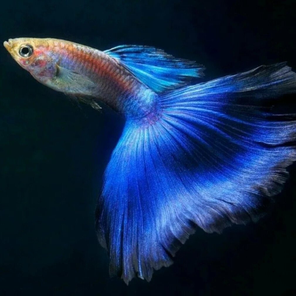 Гуппи рыбки