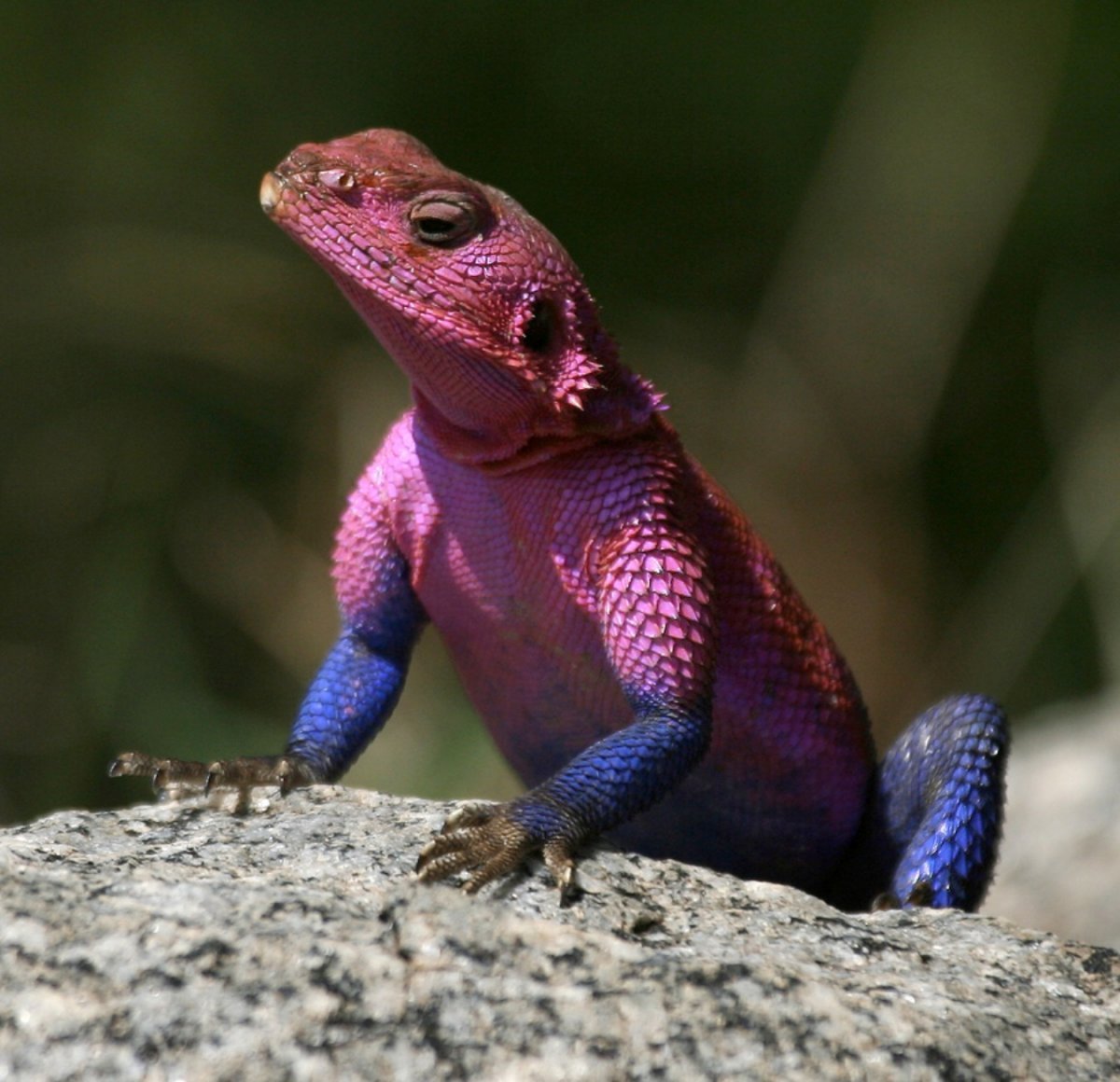 Королевская агама ящерица
