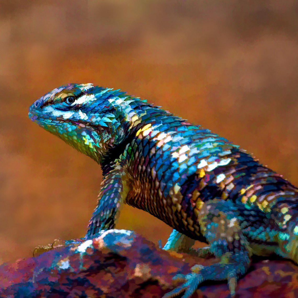 Голубая агама ящерица