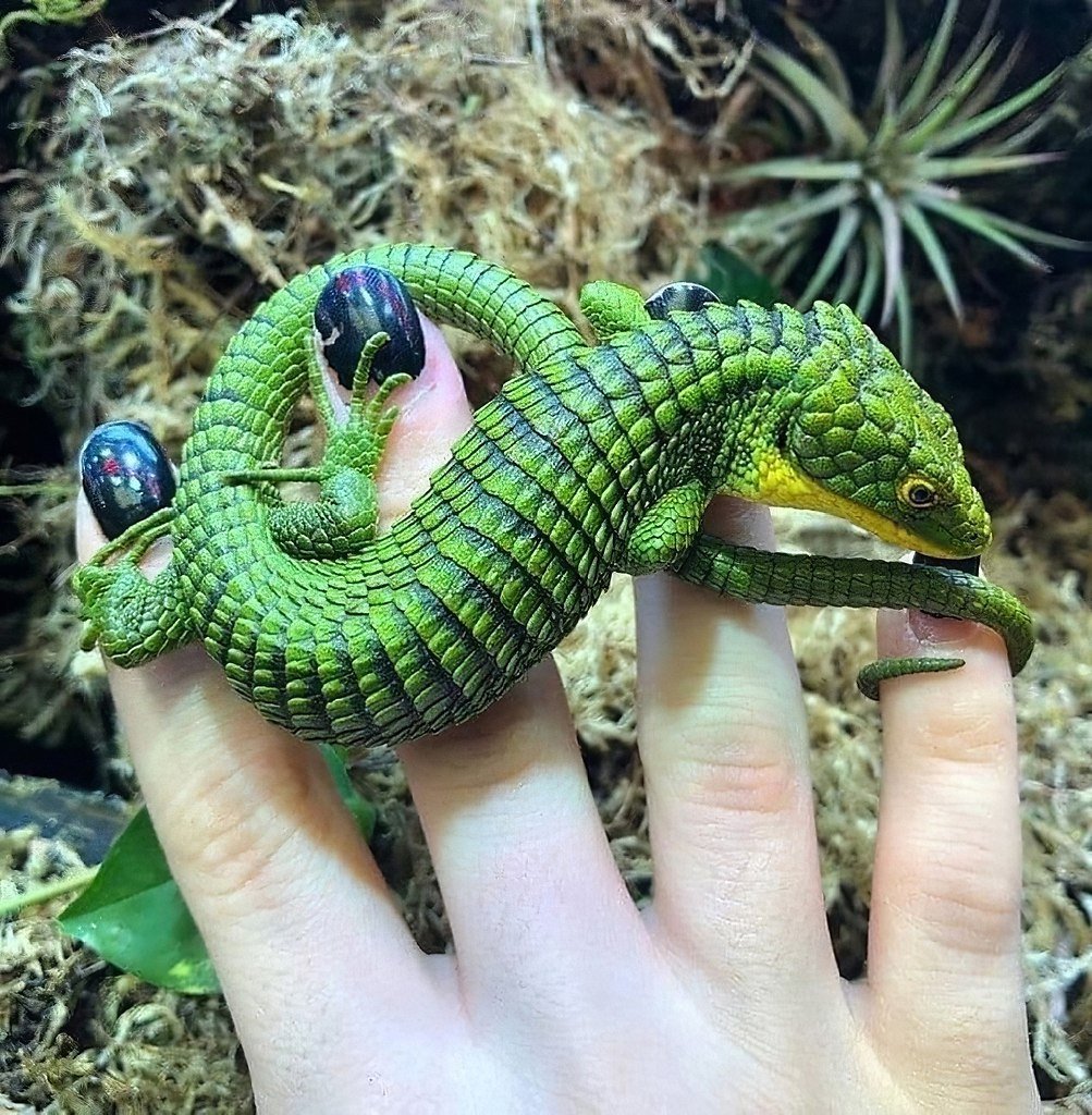 Древесная Аброния