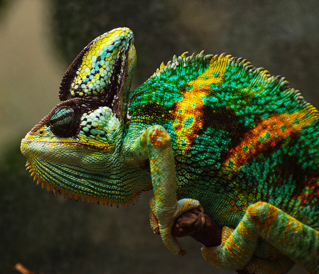 Хамелеон йеменский шлемоносный