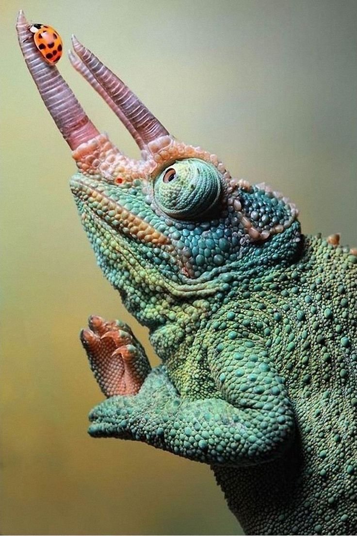 Варан хамелеон