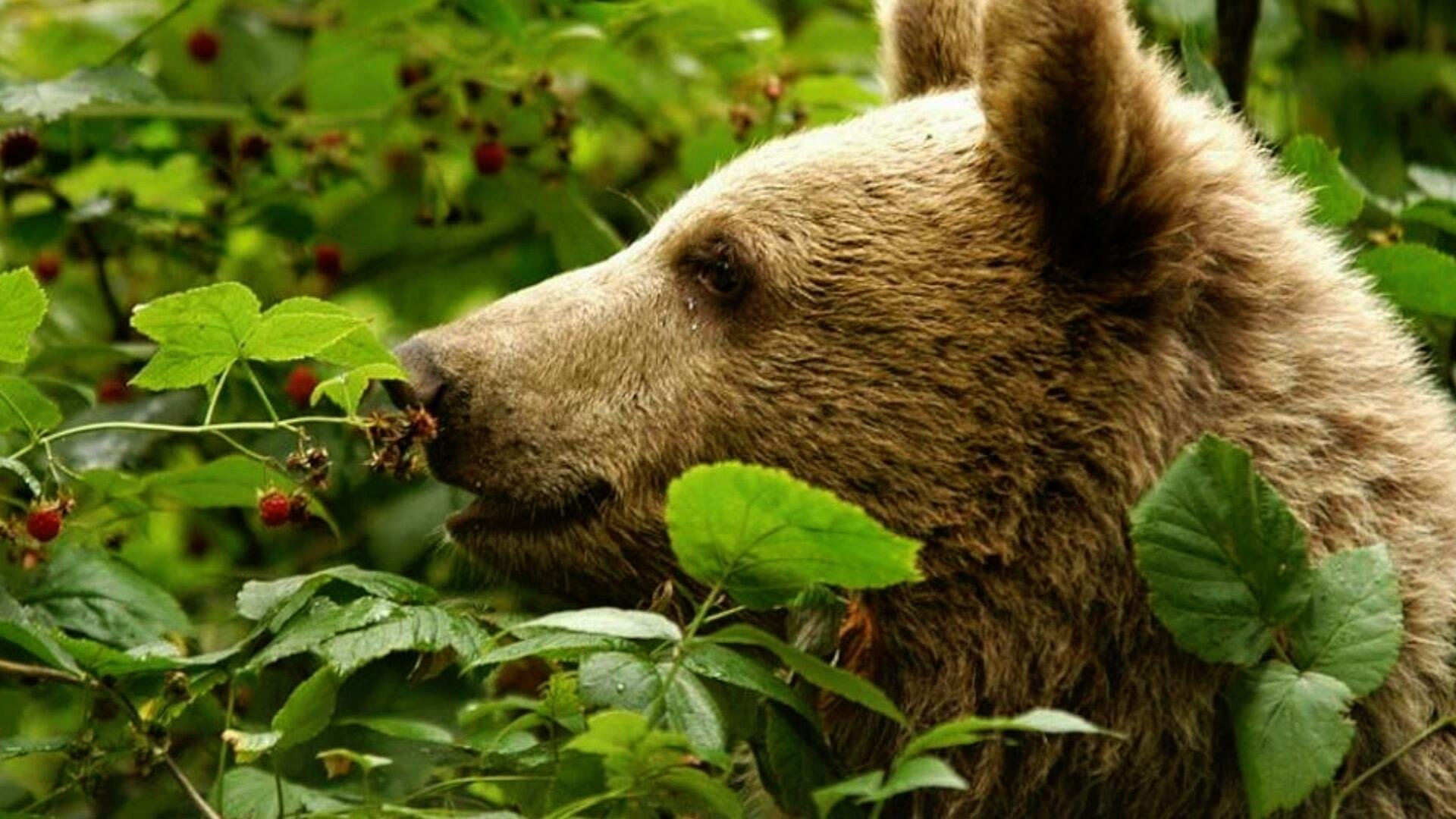 Какие отношения складываются между брусникой и медведем. Медведь в малиннике. Бурый медведь ест ягоды. Медведь ест ягоды. Медведь в лесу.