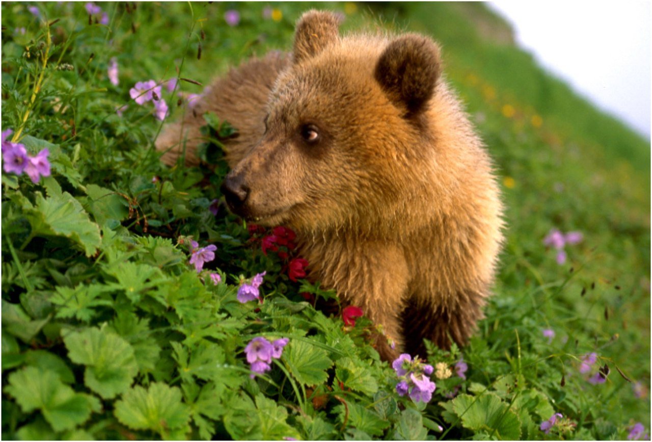Какие отношения складываются между брусникой и медведем. Медвежонок в малиннике. Медвежонок ест малину. Медведь с малиной. Медведь ест малину в лесу.