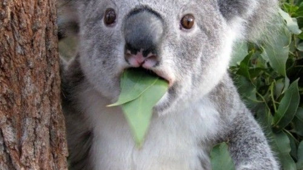 Коалы листья эвкалипта. Коала. Удивленный коала. Коала жует. Коала с листом во рту.