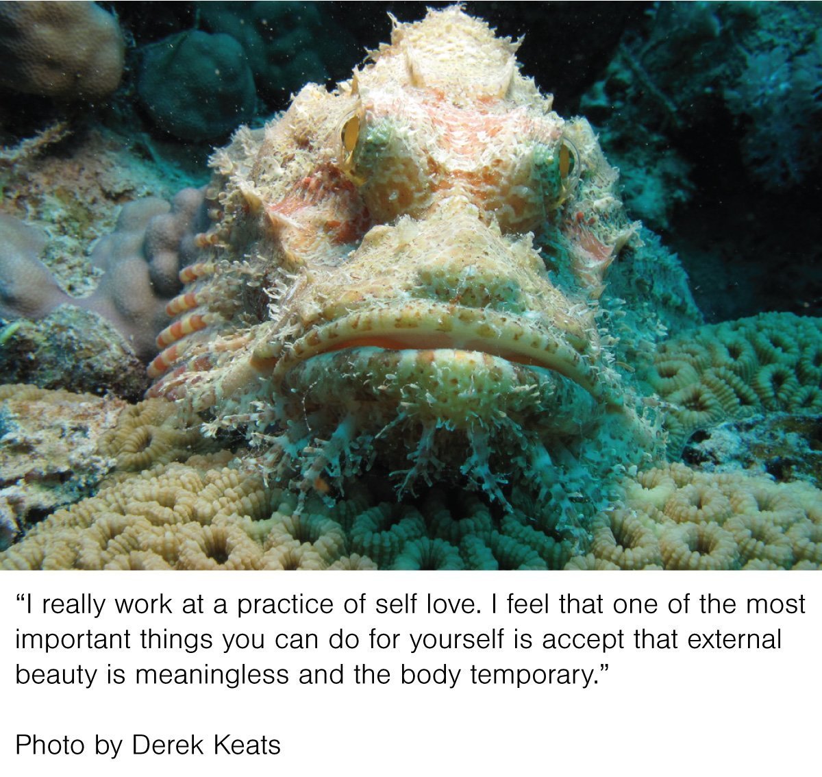 Рыба Баярд красное море