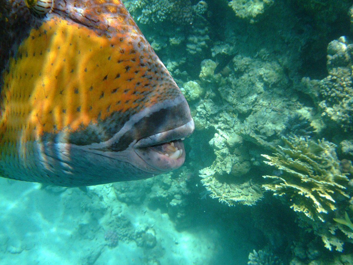 Рыба собака Египет