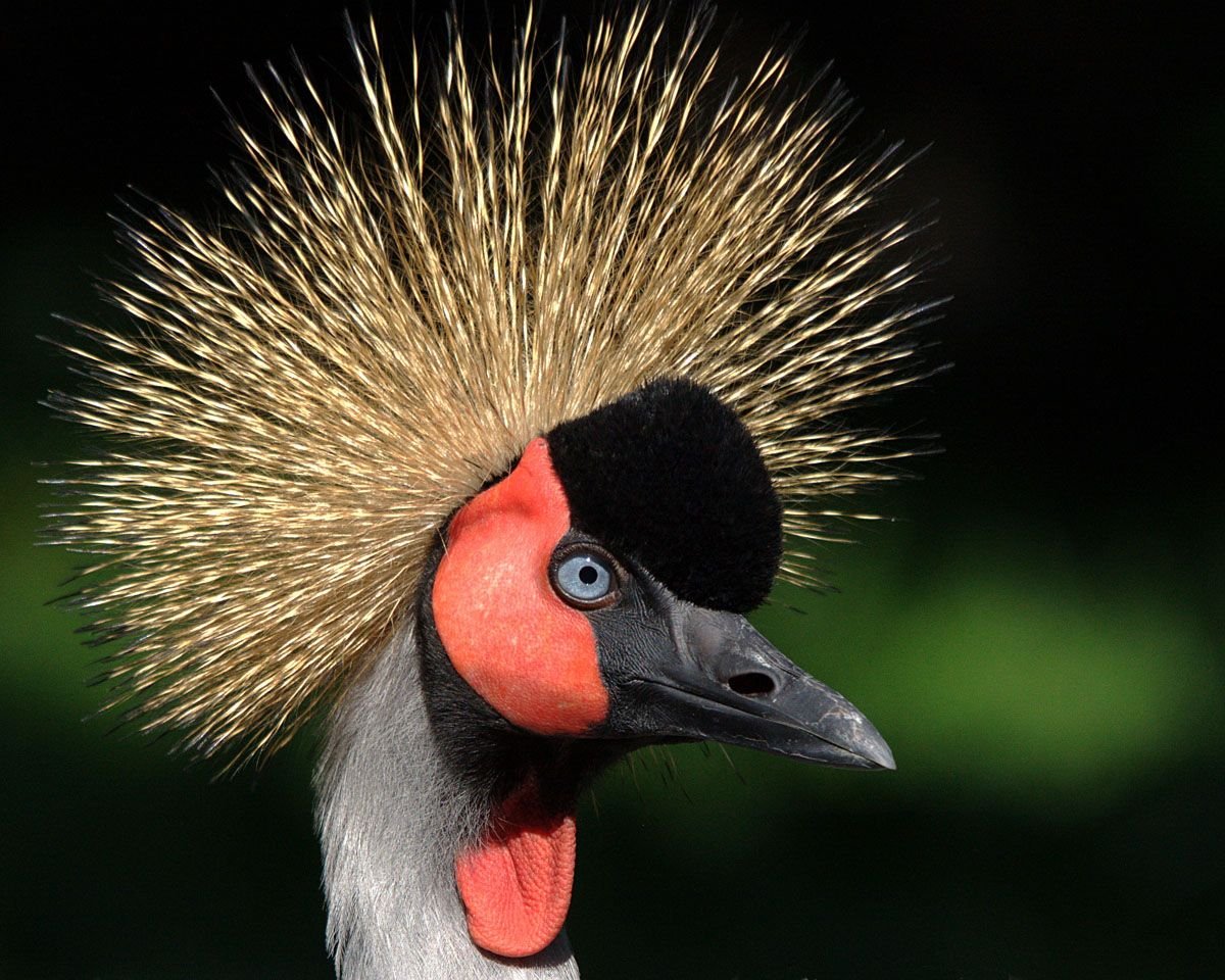 Черный венценосный журавль