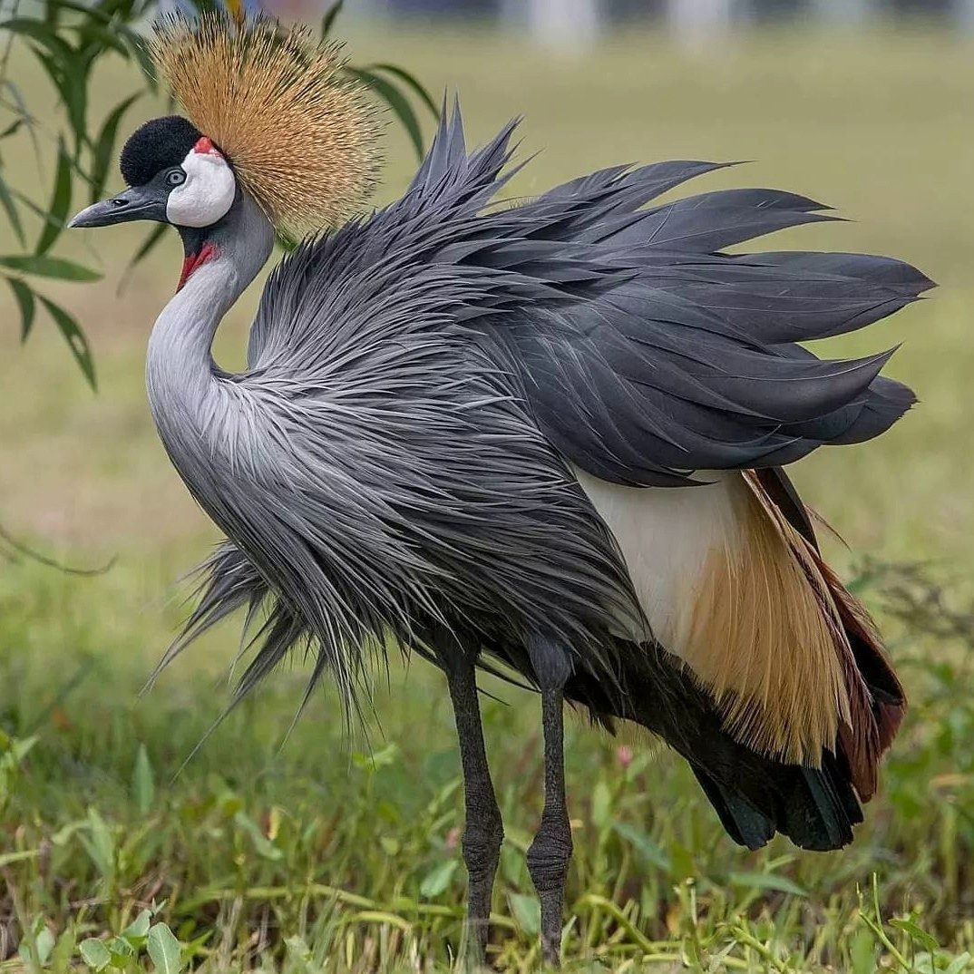 Венценосный журавль самка