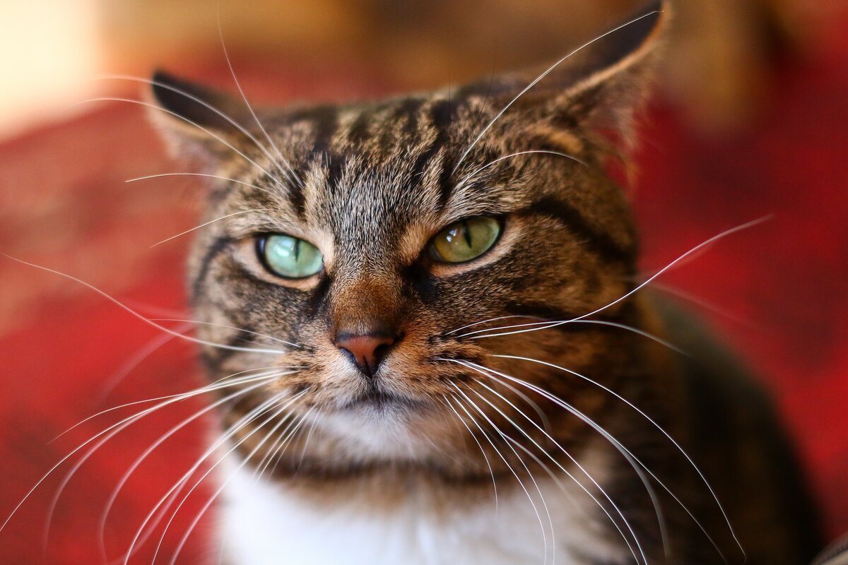 Усы кошачьи