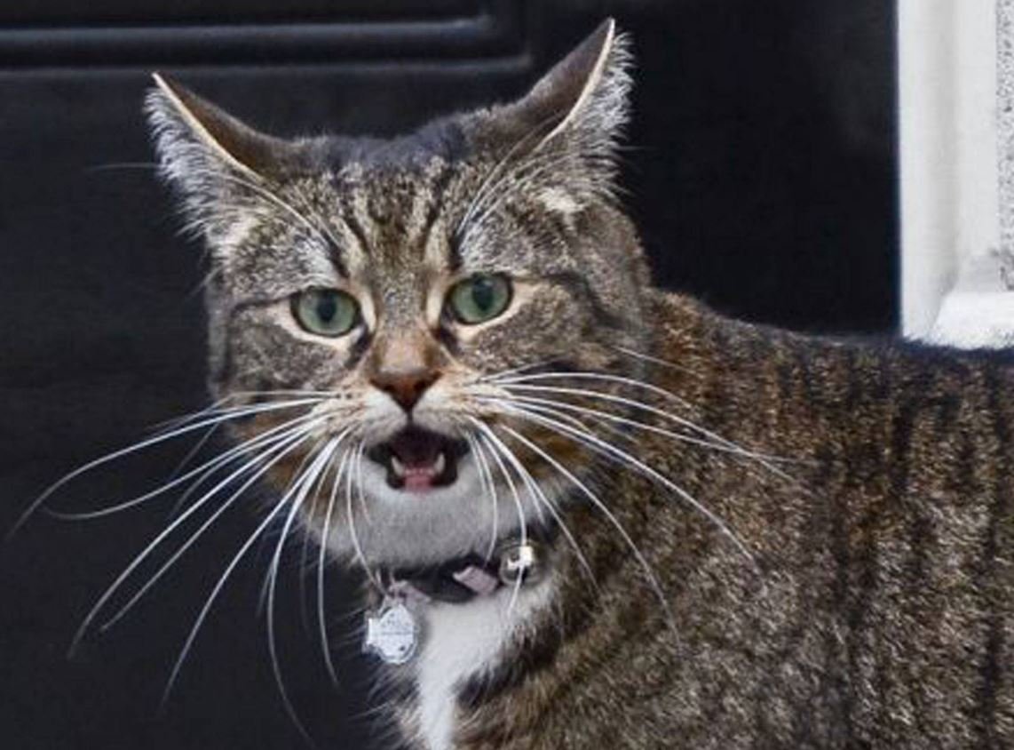 Кот с большими усами