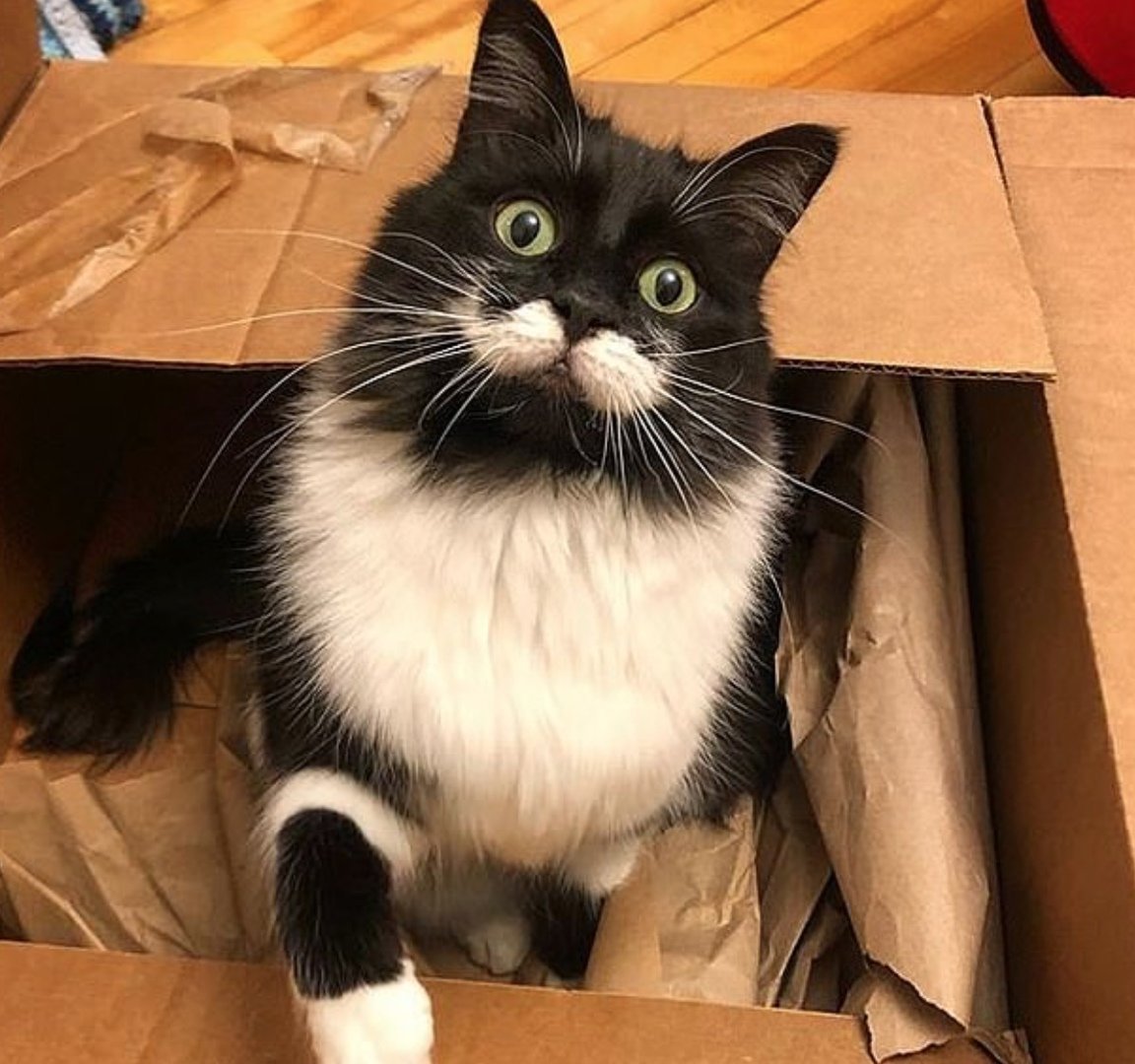 Черный кот с большими усами