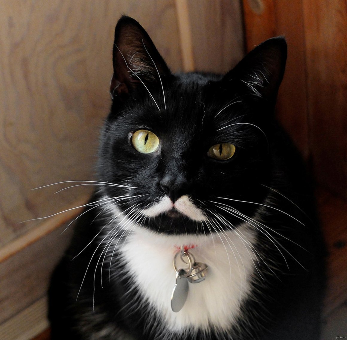 Охос азулес рыжий