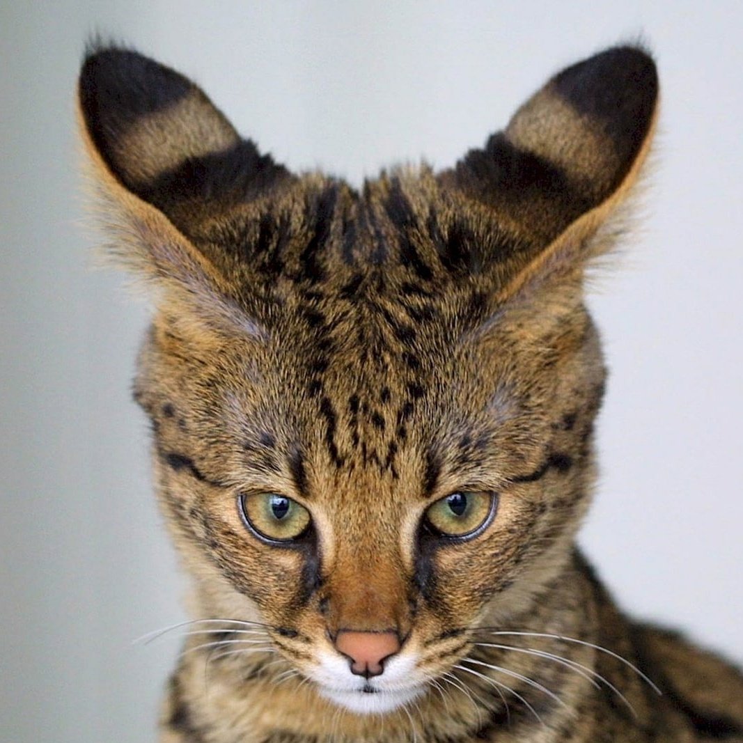 Коты ориенталы грузины