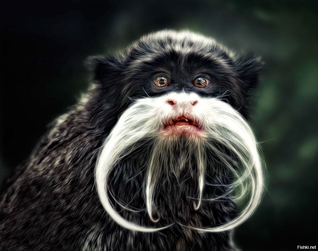 Смешной страшный кот