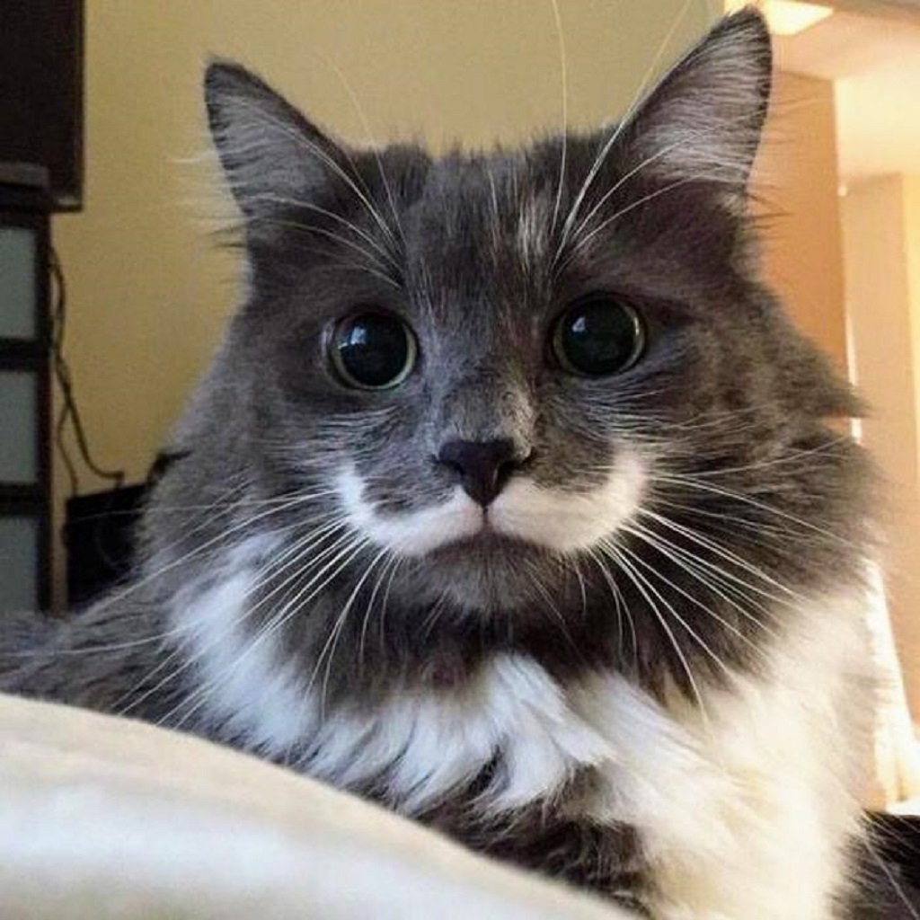 Императорский Тамарин усы