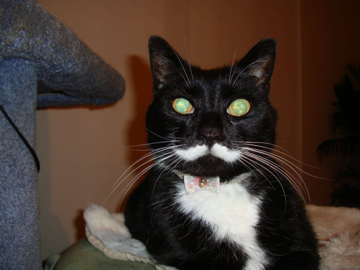 Котята Мейн кун