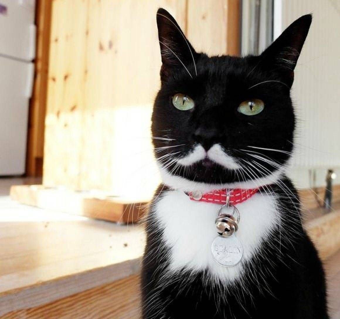 Усы животных