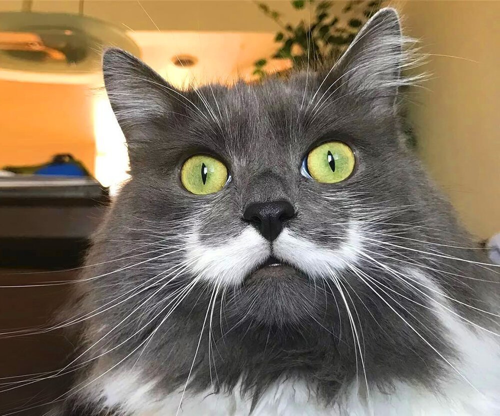 Гамильтон Hamilton кот-хипстер