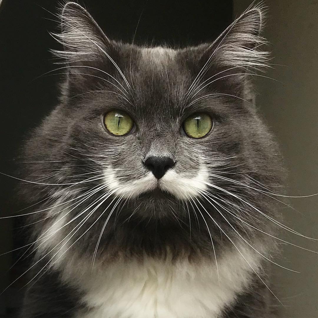 Кот-хипстер Гамильтон