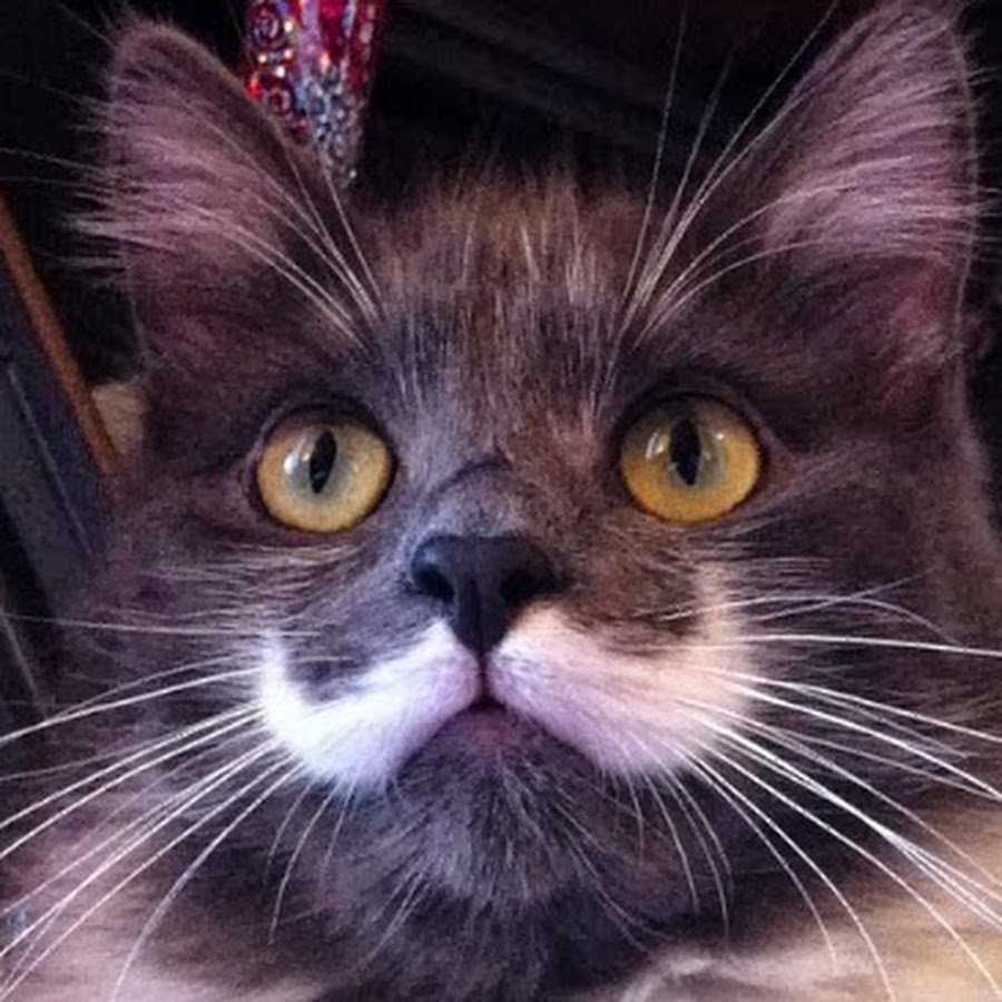 Кот с длинными усами